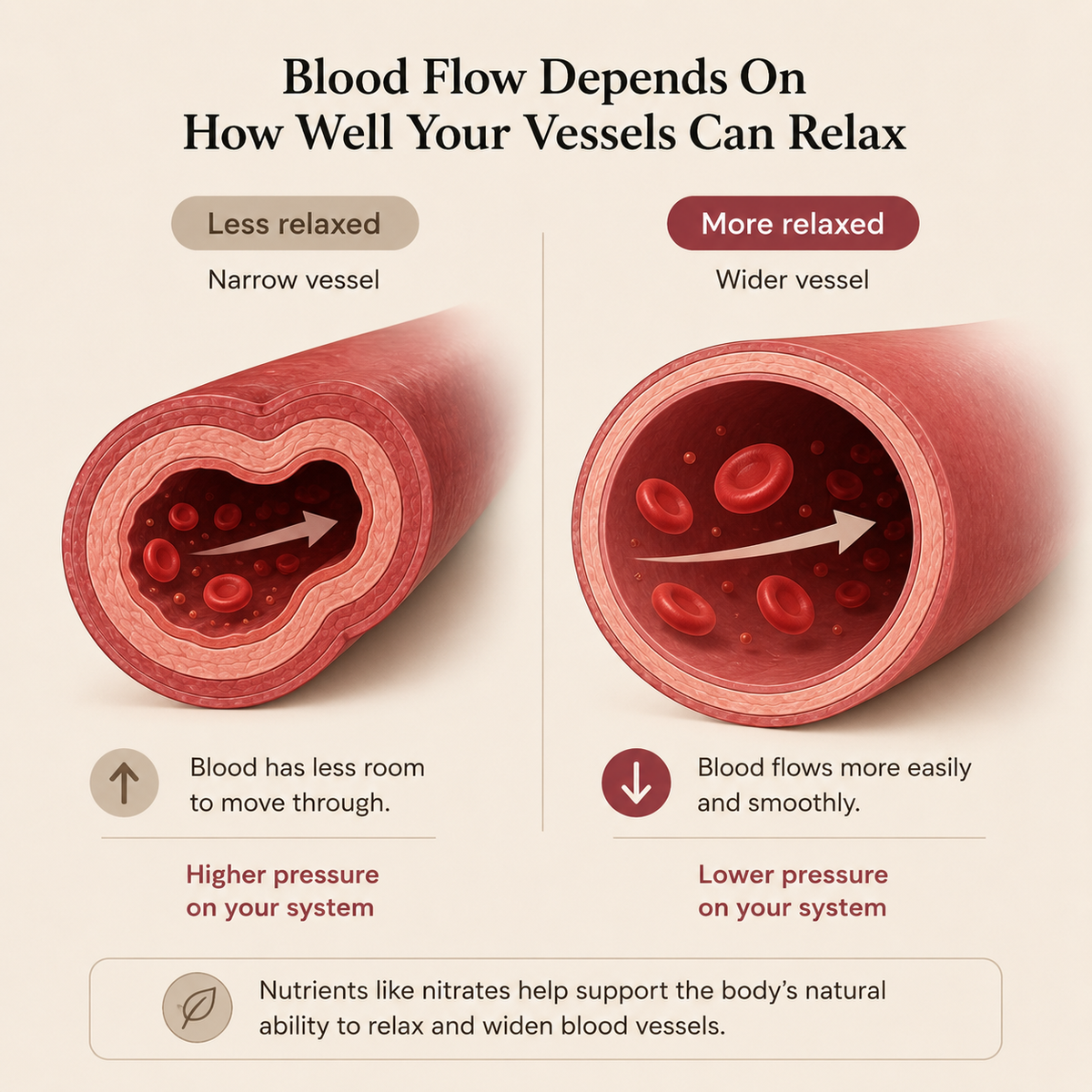 Simple blood vessel infographic showing relaxed blood flow